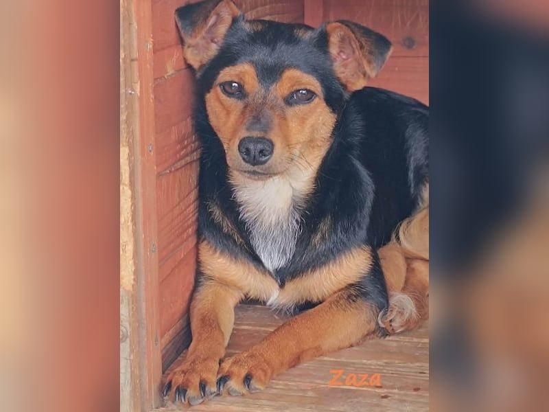 Zaza geb. 08/2022 (GRC) - kleine Hündin sucht Vertrauensperson!