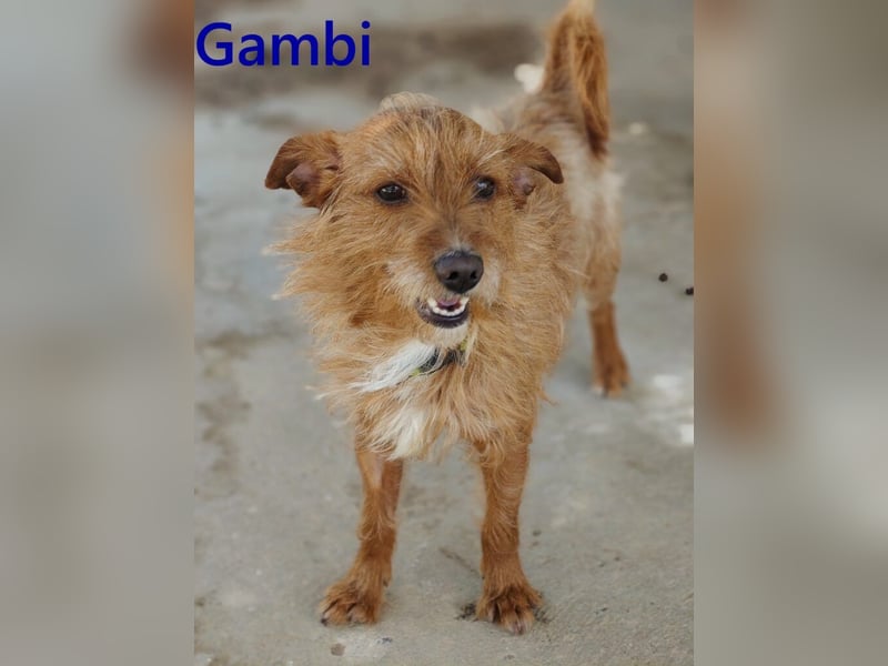 Gambi geb. 06/2023 (ESP) - unkomplizierter, freundlicher Hundemann!