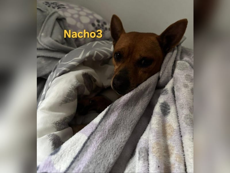 Nacho3 geb. 02/2022 (ESP) - geselliger und sozialer Bub sucht Pflegestelle oder Zuhause!