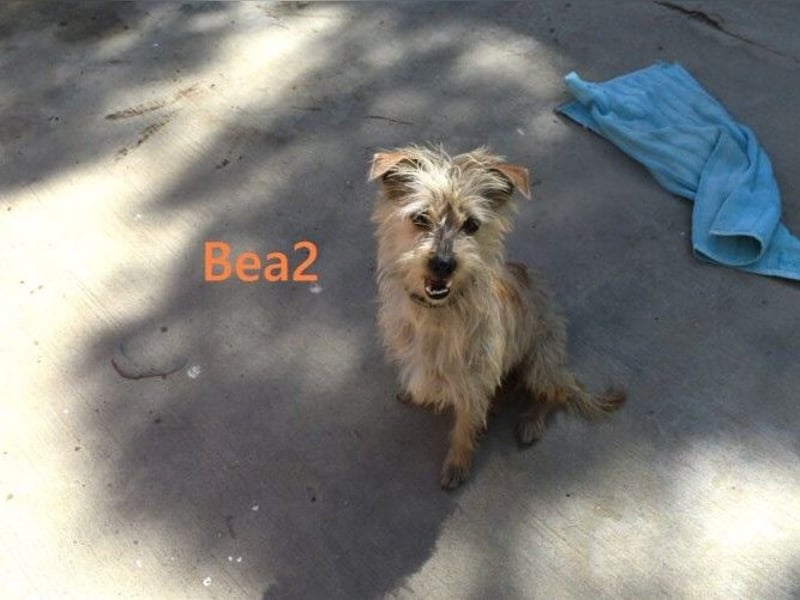 Bea2 geb. 04/2024 (ESP) - verschmuste kleine Wuschelmaus!