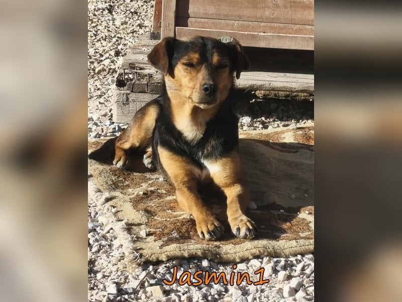 Jasmin1 geb. 08/2022 (GRC) - kleines Mädchen sucht ihre Familie!