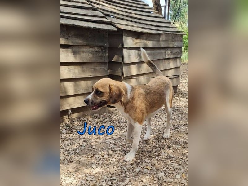 Juco geb. 08/2024 (GRC) - ruhiger, sozialer und liebenswerter junger Hundekumpel sucht ein Zuhause!