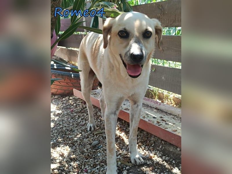Romeo4 08/2022 (GRC) - schüchterner Schatz sucht Menschen mit Herz!