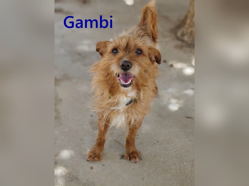 Gambi geb. 06/2023 (ESP) - unkomplizierter, freundlicher Hundemann!