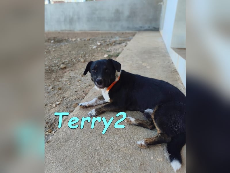 Terry2, geb. 11/2016 (ESP) Verschmuster und Sozialer Rüde seucht seine Menschen