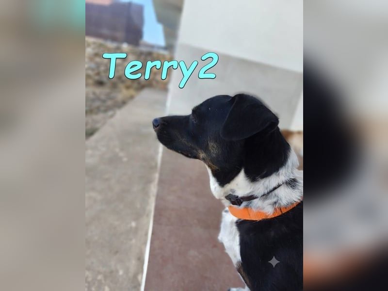 Terry2, geb. 11/2016 (ESP) - verschmuster und sozialer Rüde sucht seine Menschen!