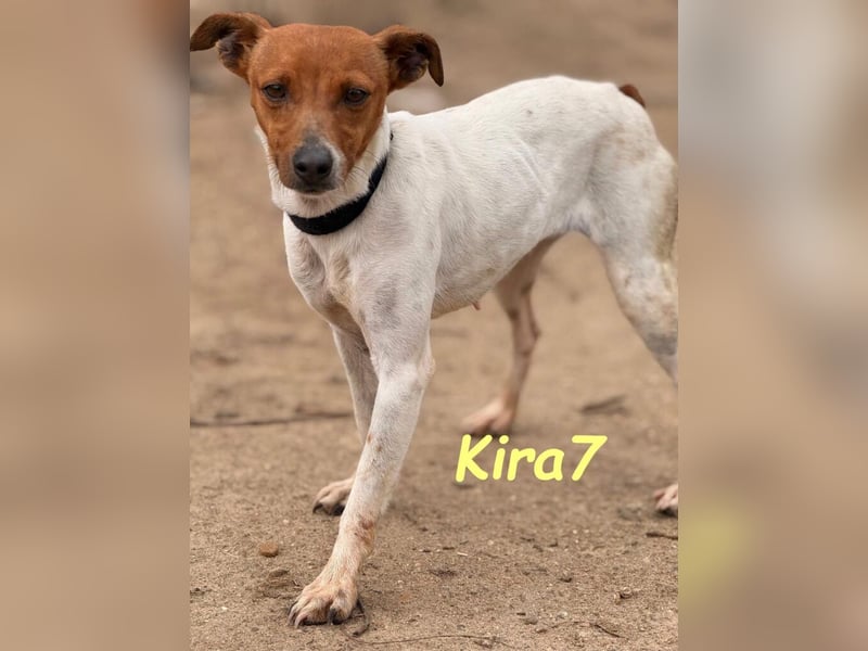 Kira7 geb. 07/2024 (ESP) - freundliches, liebevolles und verschmustes Bodeguero-Mix-Mädchen!