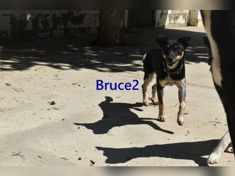 Bruce2 geb. 07/2025 (ESP) - freundlicher Hundejunge sucht sein Zuhause!