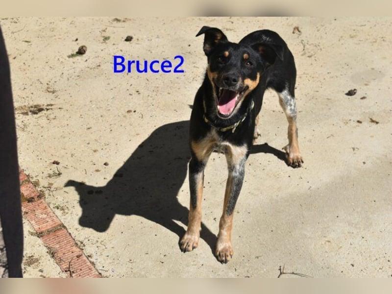 Bruce2 geb. 07.2025 (ESP) - freundlicher und verspielter Junghund sucht sein Zuhause!