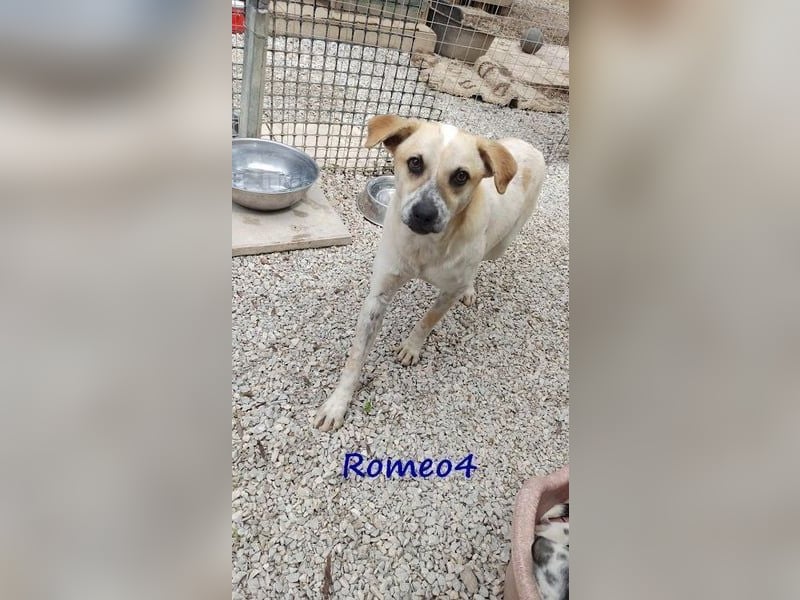 Romeo4 08/2022 (GRC) - schüchterner Schatz sucht Menschen mit Herz!