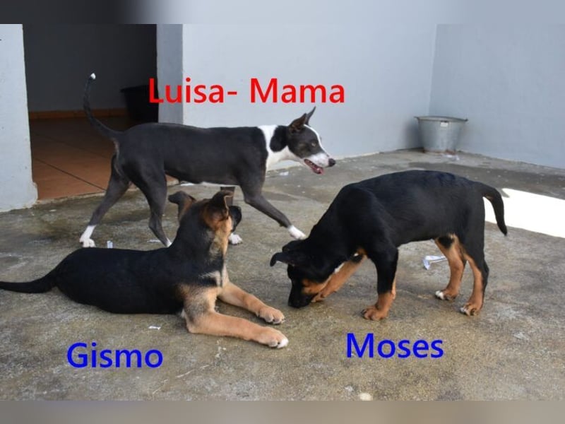 Moses geb. 01/2026 (ESP) - verspielter, wunderschöner Welpe sucht seine Menschen!