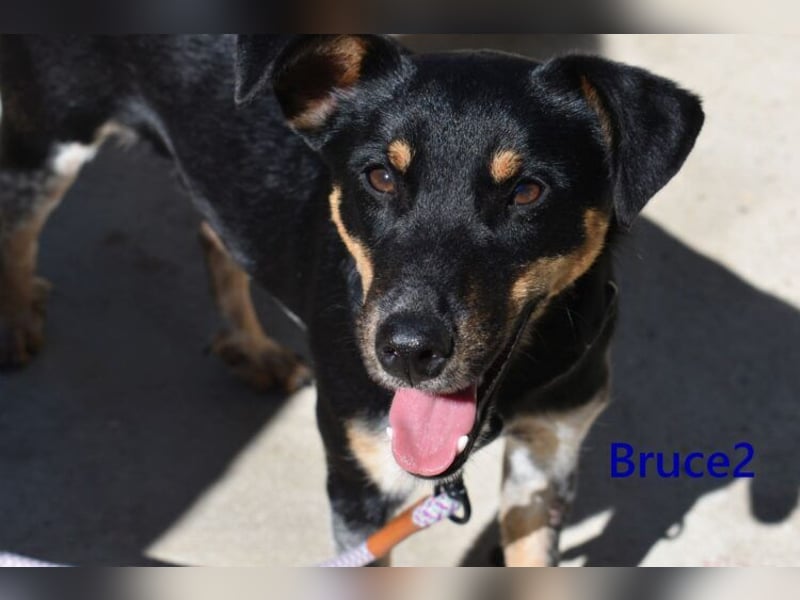 Bruce2 geb. 07/2025 (ESP) - freundlicher Hundejunge sucht sein Zuhause!
