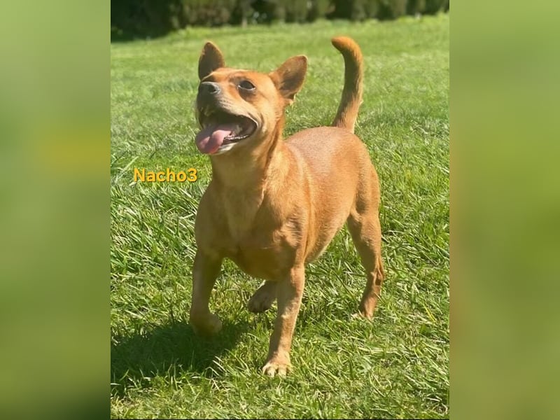 Nacho3 geb. 02/2022 (ESP) - geselliger und sozialer Bub sucht Pflegestelle oder Zuhause!