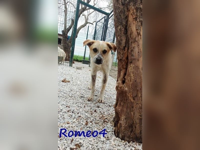Romeo4 08/2022 (GRC) - schüchterner Schatz sucht Menschen mit Herz!