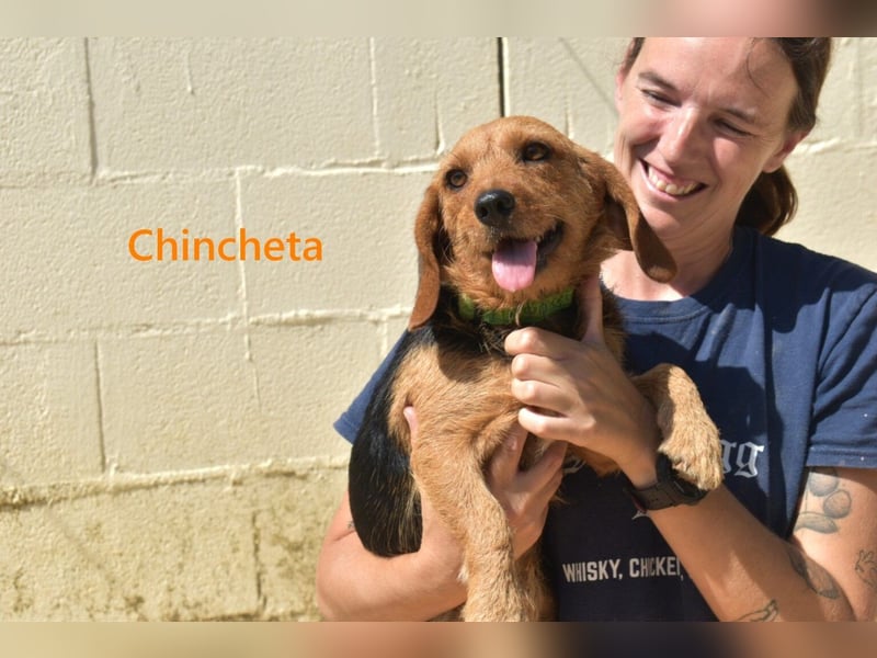 Chincheta geb. 09/2023 (ESP) Verschmuste und Menschenbezogene Hundedame sucht ihr Glück