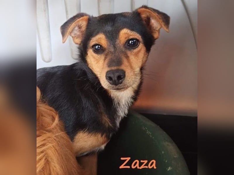 Zaza geb. 08/2022 (GRC) - kleine Hündin sucht Vertrauensperson!