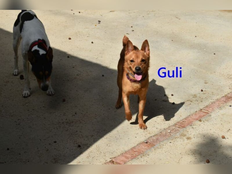 Guli geb. 07/2022 (ESP) - ein Sonne-im-Herzen Hund verdient sein Happy End!