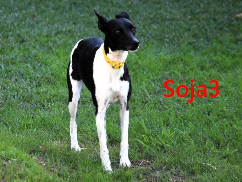 Soja3 geb. 06/2024 (ESP) - verschmuste und menschenbezogene kleine Hündin!
