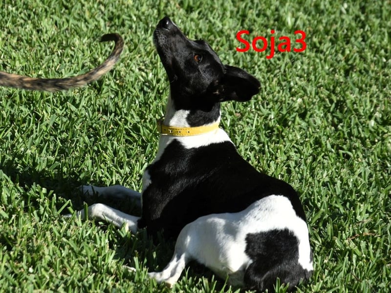 Soja3 geb. 06/2024 (ESP) - verschmuste und menschenbezogene kleine Hündin!
