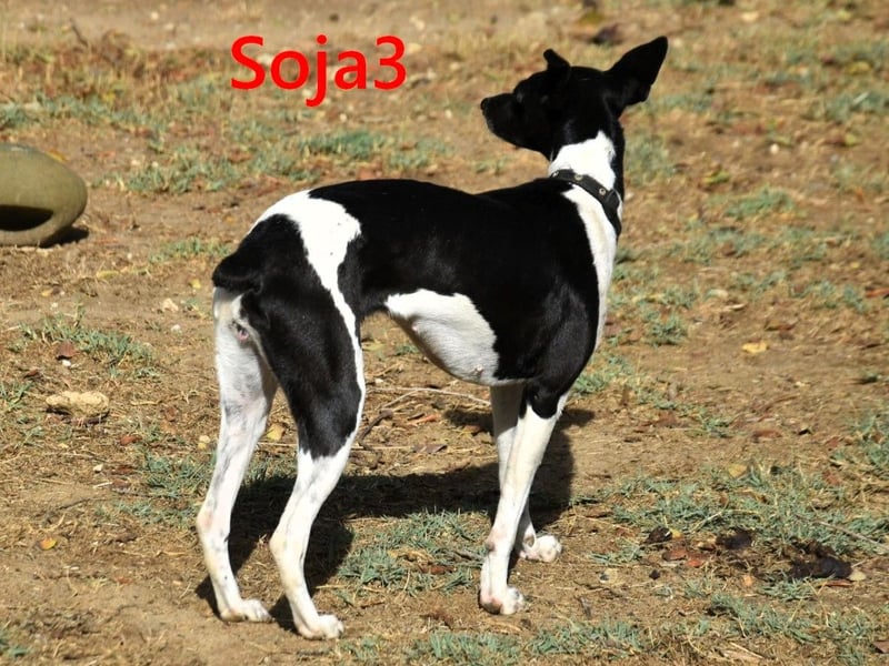 Soja3 geb. 06/2024 (ESP) - verschmuste und menschenbezogene kleine Hündin!