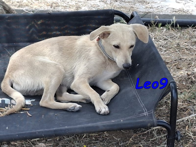 Leo9 geb. 06.2025 (ESP) - junger Hundemann sucht seine Familie!