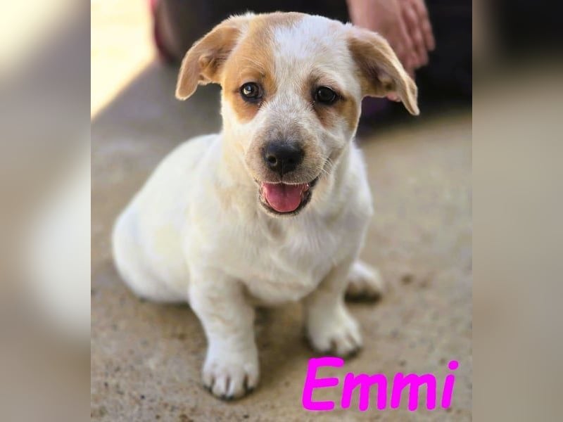 Emmi 01/2025 (ESP) - verschmustes und neugieriges, bezauberndes kleines Mädchen!