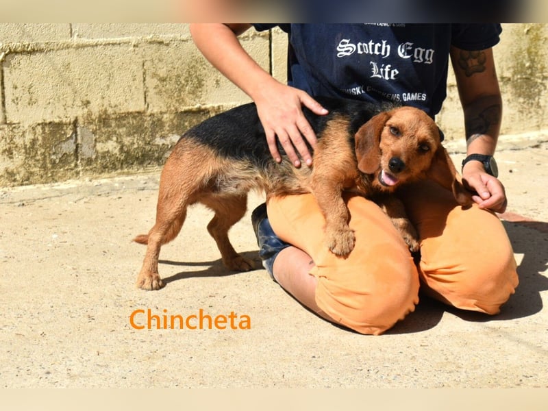 Chincheta geb. 09/2023 (ESP) Verschmuste und Menschenbezogene Hundedame sucht ihr Glück