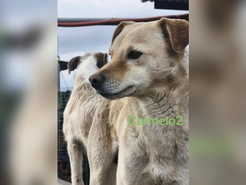Carmelo2 geb. 10/2023 (GRC) - lieber, verschmuster Hundepartner sucht sein Zuhause!
