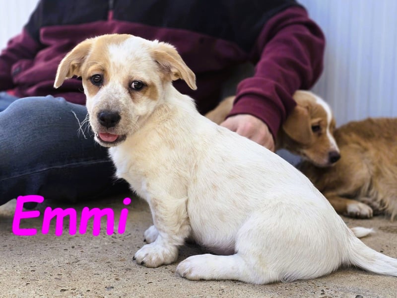 Emmi 01/2025 (ESP) - verschmustes und neugieriges, bezauberndes kleines Mädchen!