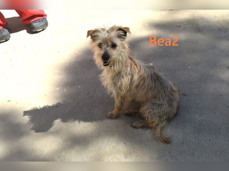 Bea2 geb. 04/2024 (ESP) - verschmuste kleine Wuschelmaus!