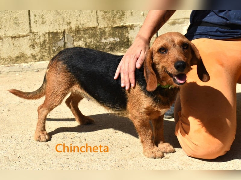 Chincheta geb. 09/2023 (ESP) Verschmuste und Menschenbezogene Hundedame sucht ihr Glück