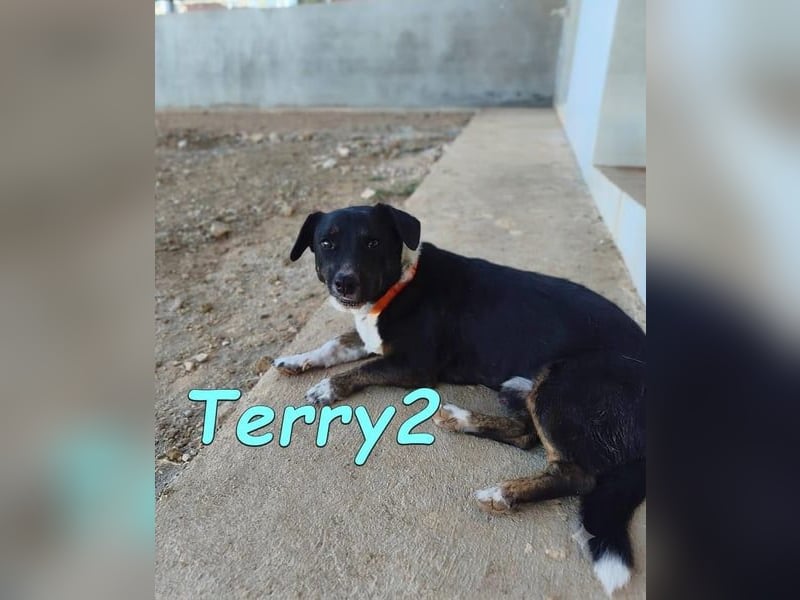 Terry2, geb. 11/2016 (ESP) - verschmuster und sozialer Rüde sucht seine Menschen!