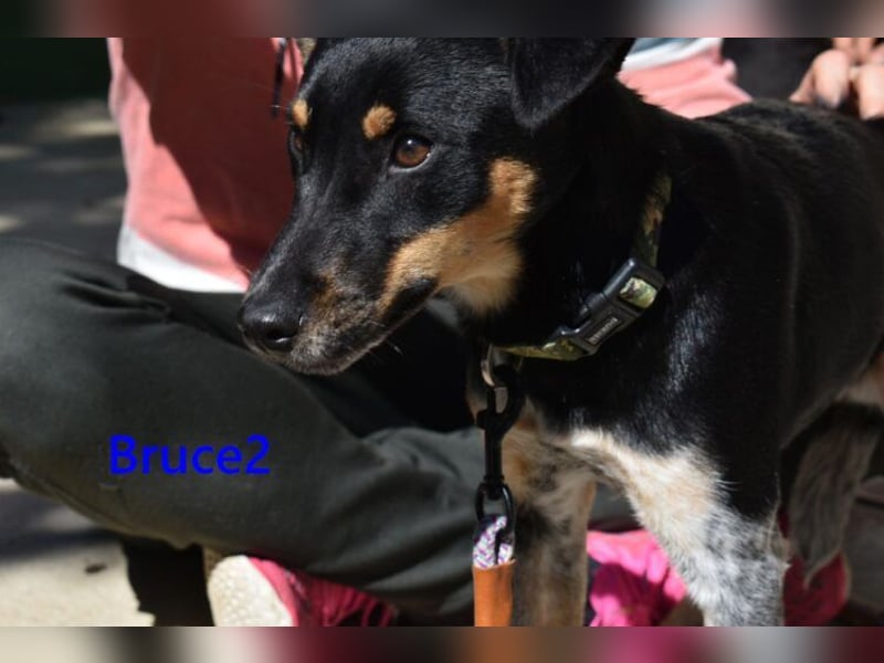 Bruce2 geb. 07.2025 (ESP) - freundlicher und verspielter Junghund sucht sein Zuhause!