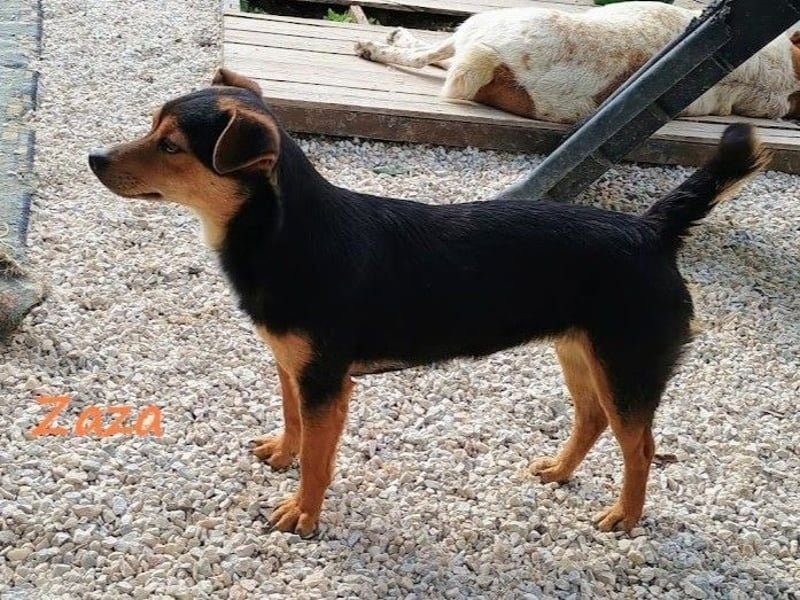 Zaza geb. 08/2022 (GRC) - kleine Hündin sucht Vertrauensperson!