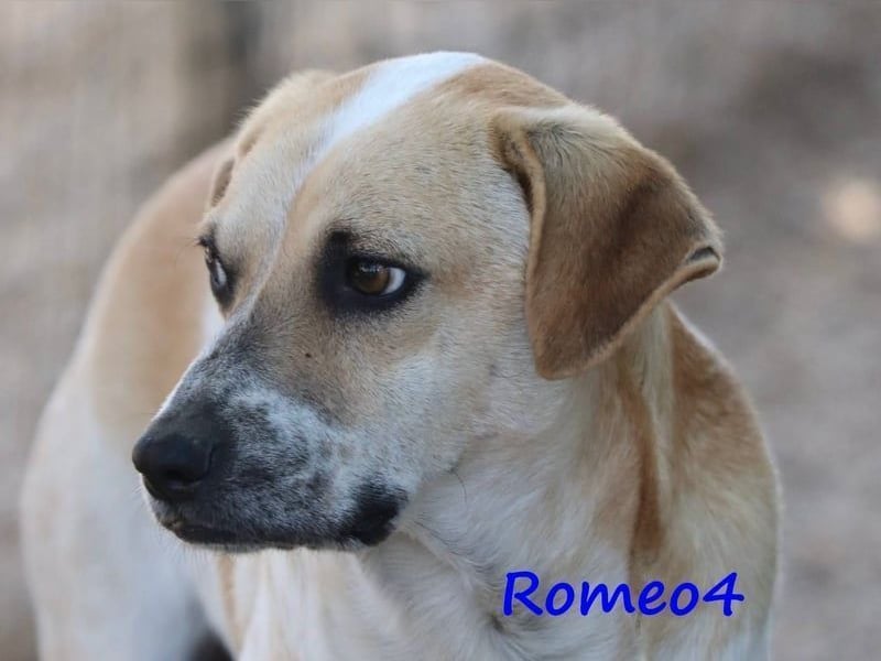 Romeo4 08/2022 (GRC) - schüchterner Schatz sucht Menschen mit großem Herz!