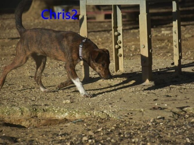 Chris2 geb. 03/2025 (ESP) - kleiner, fröhlicher Hundemann sucht seine Familie!