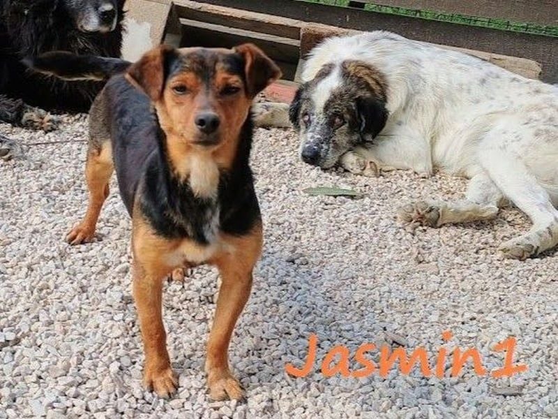 Jasmin1 geb. 08/2022 (GRC) - süße Mini-Hündin möchte Vertrauen lernen!