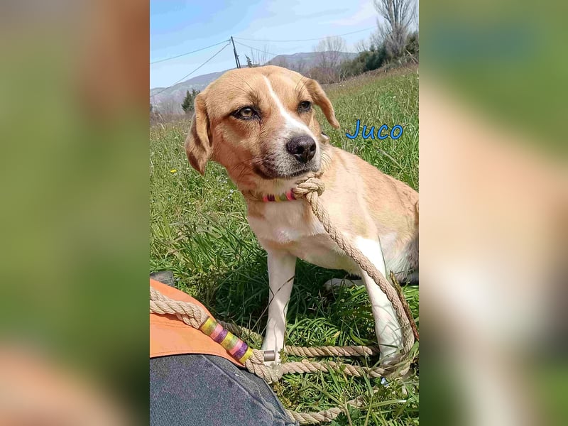 Juco geb. 08/2024 (GRC) - ruhiger, sozialer und liebenswerter junger Mann sucht ein Zuhause!