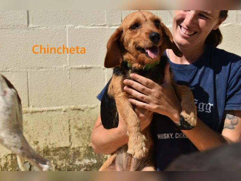 Chincheta geb. 09/2023 (ESP) Verschmuste und Menschenbezogene Hundedame sucht ihr Glück