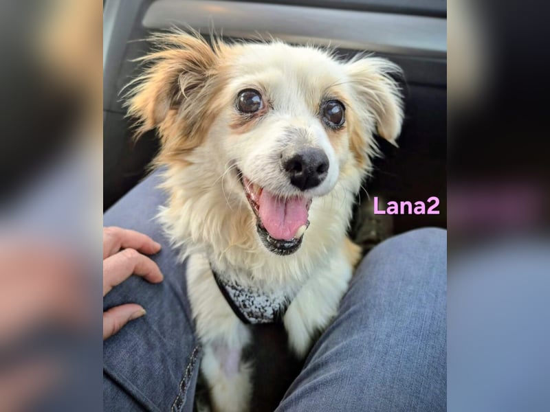 Lana2 geb. 05/2018 (ESP)- unkompliziert und sozial, dazu noch süß!