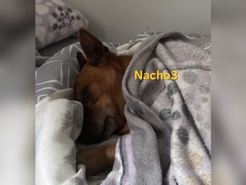 Nacho3 geb. 02/2022 (ESP) - geselliger und sozialer Bub sucht Pflegestelle oder Zuhause!