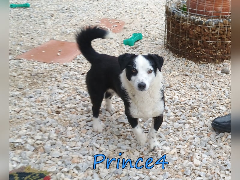 Prince4 geb. 03/2025 (GRC) - schüchterner, kleiner Sonnenschein sucht ein Für-immer-Zuhause!