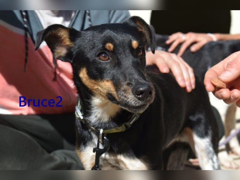 Bruce2 geb. 07/2025 (ESP) - freundlicher Hundejunge sucht sein Zuhause!