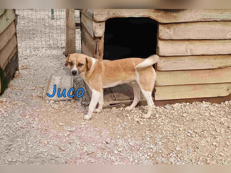 Juco geb. 08/2024 (GRC) - ruhiger, sozialer und liebenswerter junger Mann sucht ein Zuhause!