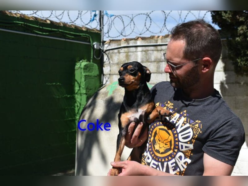 Coke geb. 12/2024 (ESP) - verschmuster und menschenbezogener Junghund!