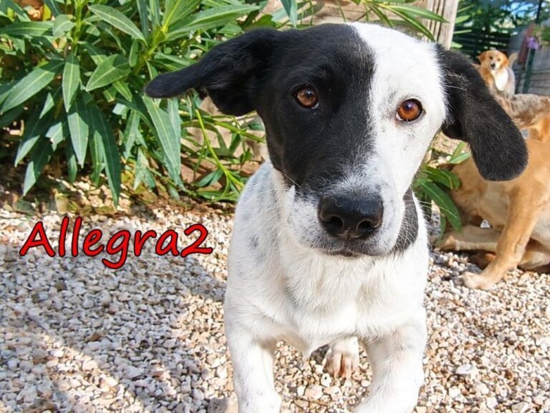 Allegra2 geb. 05/2026 (GRC) - charmanter, intelligenter kleiner Wirbelwind!