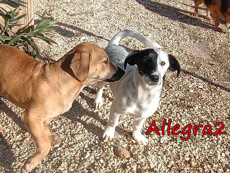 Allegra2 geb. 05/2026 (GRC) - charmanter, intelligenter kleiner Wirbelwind!
