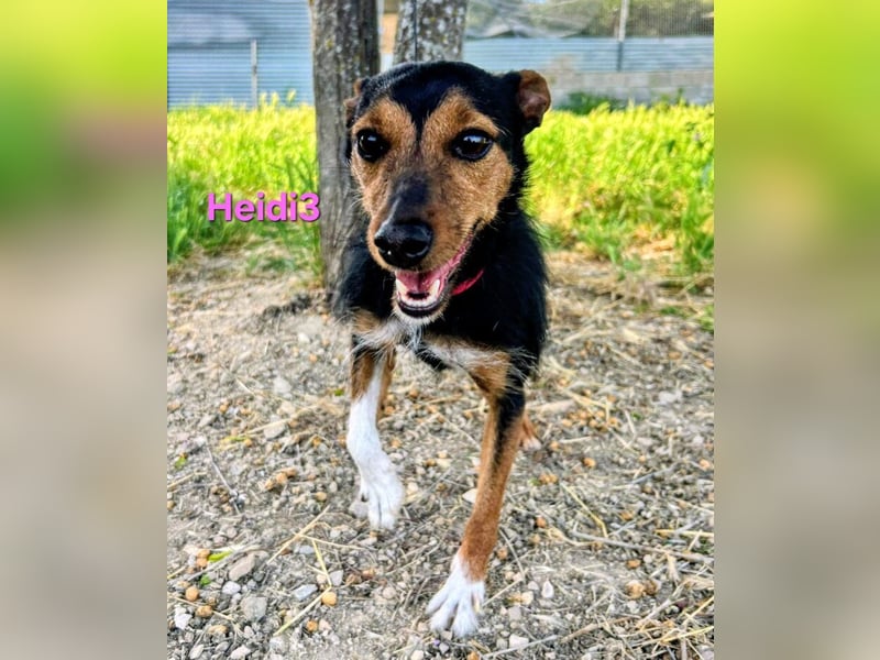 Heidi3 geb. 01/2025 (ESP) - kleine, fröhliche Hundedame sucht ihr Körbchen!