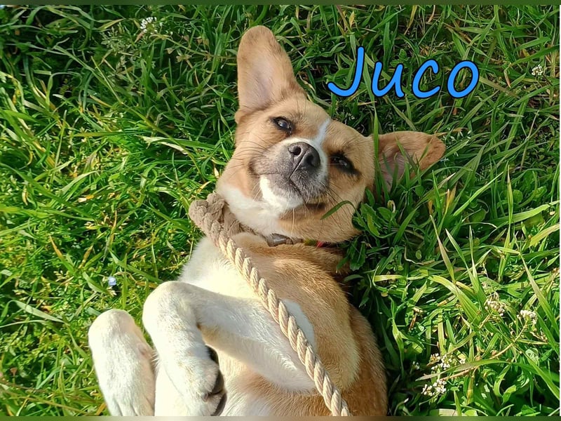 Juco geb. 08/2024 (GRC) - ruhiger, sozialer und liebenswerter junger Mann sucht ein Zuhause!