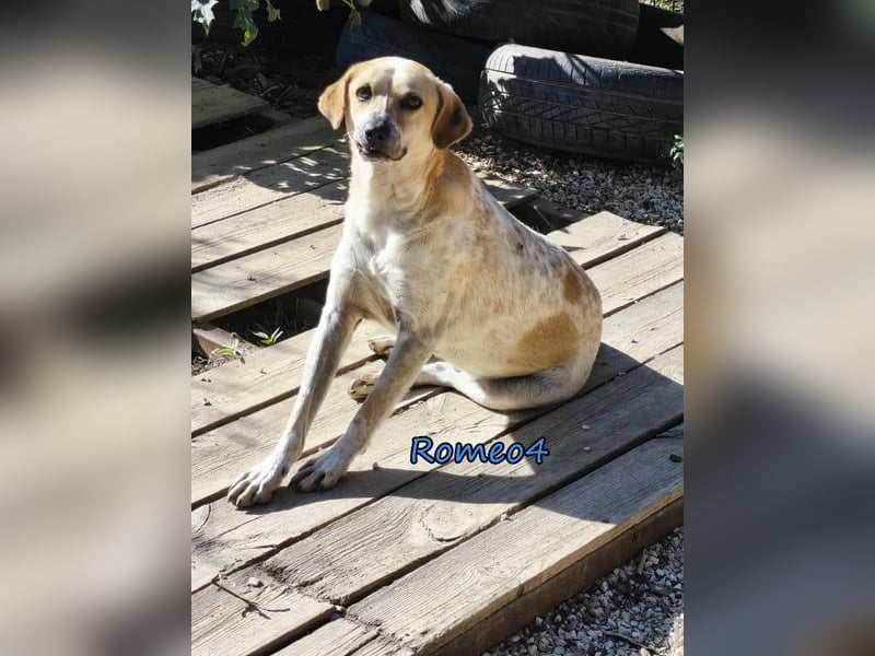 Romeo4 08/2022 (GRC) - schüchterner Schatz sucht Menschen mit Herz!